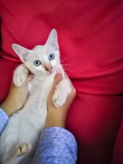 Blue Eyed Kitten And Mummy Cat - Siamese Cat