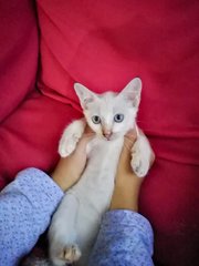 Blue Eyed Kitten And Mummy Cat - Siamese Cat