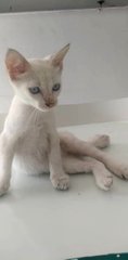 Blue Eyed Kitten And Mummy Cat - Siamese Cat