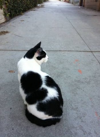 Polar Bear - American Shorthair Cat