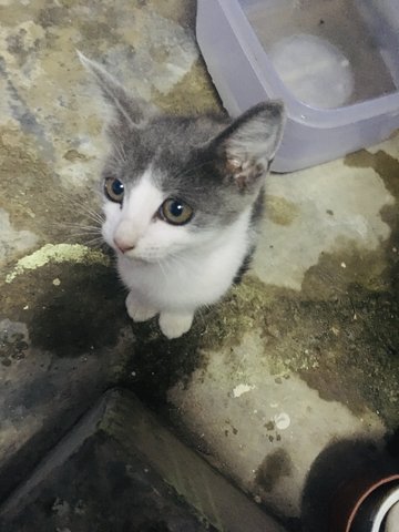 Grey - Domestic Medium Hair Cat