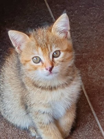 Toast And Marmite - Domestic Medium Hair + Tabby Cat