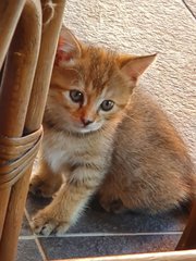 Toast And Marmite - Domestic Medium Hair + Tabby Cat