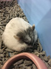 Chubby - Striped Hairy Foot Russian Hamster Hamster