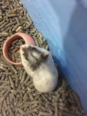 Chubby - Striped Hairy Foot Russian Hamster Hamster