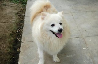 Pao Chai - Japanese Chin Dog