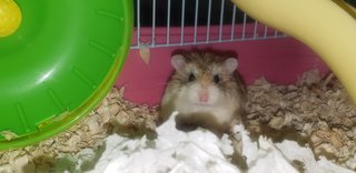 PF100173 - Roborovsky's Hamster Hamster