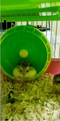 PF100173 - Roborovsky's Hamster Hamster