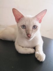 Blue Eyes Kittens - Domestic Short Hair Cat