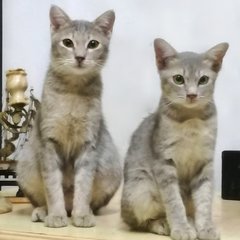 Blue Eyes Kittens - Domestic Short Hair Cat