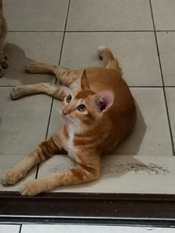 Akin@anakin Damansara, Pj - Domestic Medium Hair Cat