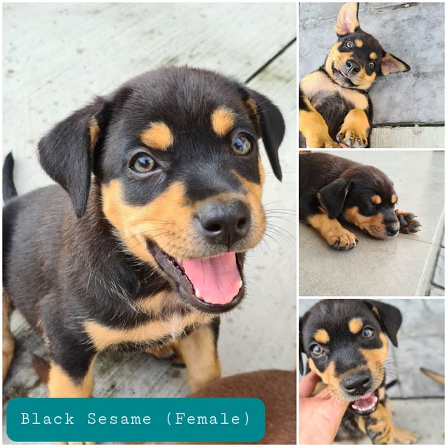 Black Sesame - Mixed Breed Dog