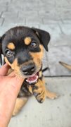 Black Sesame - Mixed Breed Dog