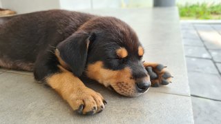 Black Sesame - Mixed Breed Dog