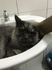 Stormy - Persian + Domestic Long Hair Cat