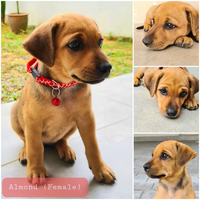 Almond - Mixed Breed Dog