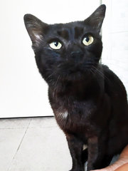 Tugee - Domestic Short Hair Cat