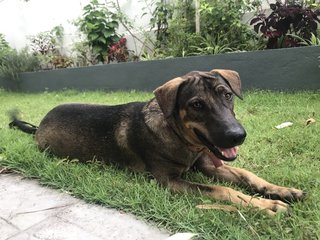 Ro-cco - Hound Mix Dog