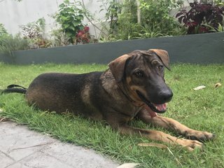 Ro-cco - Hound Mix Dog