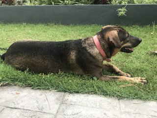 Ro-cco - Hound Mix Dog