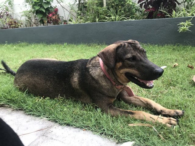 Ro-cco - Hound Mix Dog