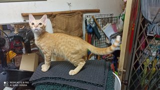 Pumpkin &amp; Apricot - Domestic Short Hair Cat