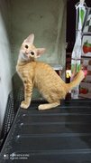 Pumpkin &amp; Apricot - Domestic Short Hair Cat