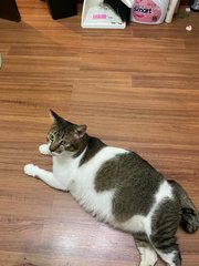 Fatboi - Domestic Short Hair Cat