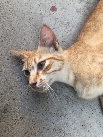 1 Mother + 5 Kittens - Domestic Short Hair Cat