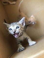 1 Mother + 5 Kittens - Domestic Short Hair Cat