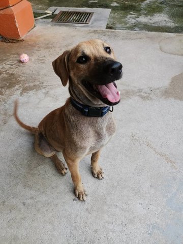 Happy - Mixed Breed Dog