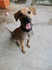 Happy - Mixed Breed Dog