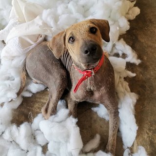 Happy - Mixed Breed Dog