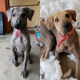 Happy - Mixed Breed Dog