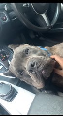 Tyson - Cane Corso Mastiff Dog