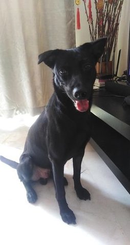 Jett - Mixed Breed Dog