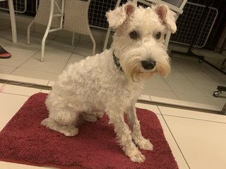 Bruce - Schnauzer Dog