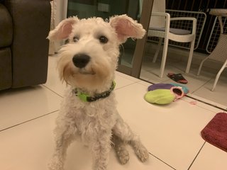 Bruce - Schnauzer Dog