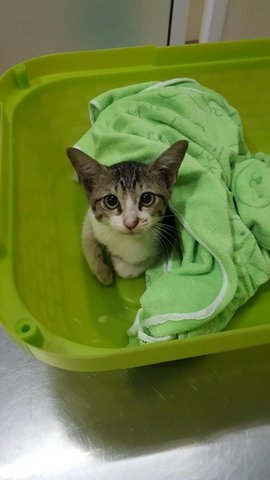 Titi - Domestic Medium Hair Cat