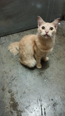 Ginger Fluff - Domestic Medium Hair Cat