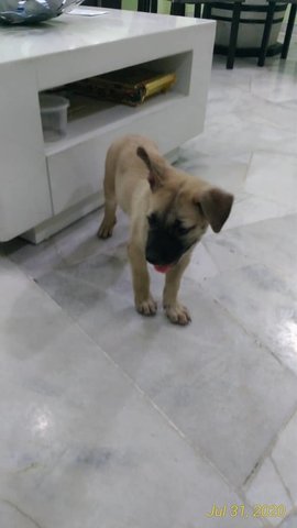 Cute Male - Mixed Breed Dog