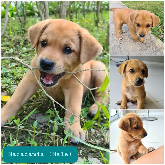 Macadamia - Mixed Breed Dog