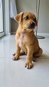 Macadamia - Mixed Breed Dog