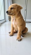 Macadamia - Mixed Breed Dog