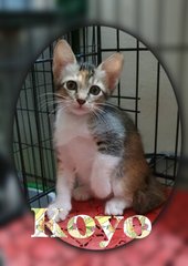 Koyo - Calico Cat