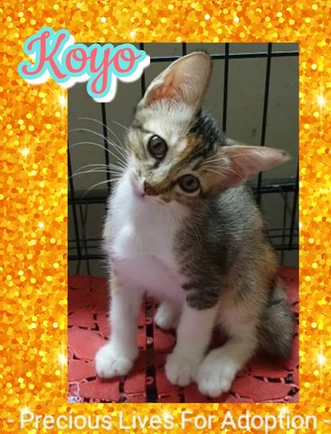 Koyo - Calico Cat