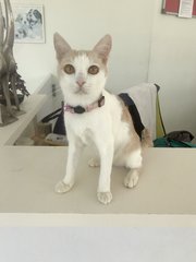 Angel - Domestic Short Hair Cat