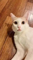 Angel - Domestic Short Hair Cat