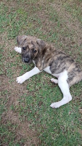 Barley - Mixed Breed Dog