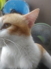 Ginger - Domestic Short Hair Cat